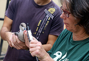 Archivo. Anillamiento de cercetas pardilla en el Centro de Conservación de la Biodiversidad