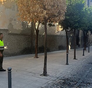 naranjo seco san marcos