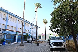 El Ayuntamiento acomete labores de poda en el CEIP Ciudad de Jerez