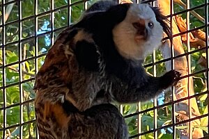 Parto gemelar de titis en el Zoobotánico