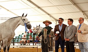 Broche final al concurso de ejemplares Hispano-Árabes