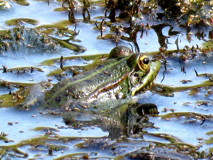 laguna de las moreras