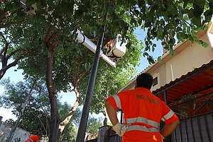 El Ayuntamiento está acometiendo labores de poda en distintas zonas de la ciudad