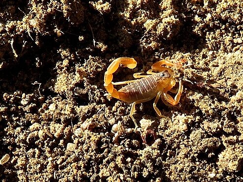 Escorpión Buthus ibericus