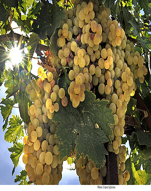 Fiestas de la Vendimia de Jerez 2021
