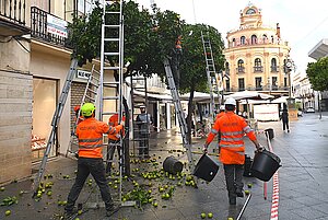 El Ayuntamiento ha iniciado la recogida de naranjas