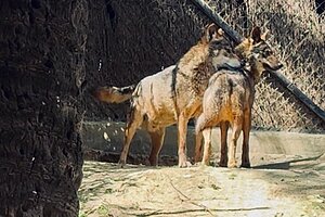 El Zoo ha recibido a una hembra de lobo ibérico