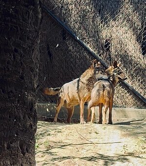 El Zoo ha recibido a una hembra de lobo ibérico