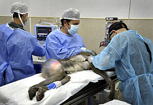 Intervención mandril del Zoo