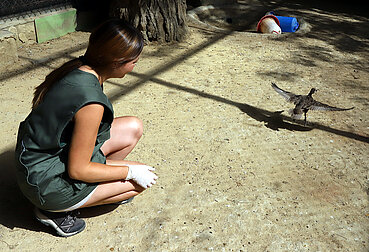 Cerceta Pardilla - Zoológico de Jerez