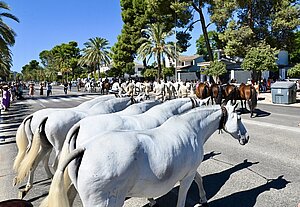 Archivo. Jerez sigue impulsando iniciativas para ser la Capital del Caballo