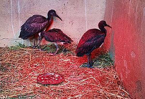Ibis escarlatas. Nuevos nacimientos en Zoo