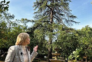 Cedro del Himalaya en Jerez
