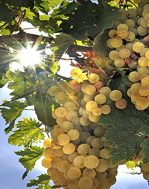 Fiestas de la Vendimia de Jerez