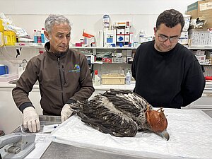 El Zoobotánico va a reintroducir otra cría de quebrantahuesos