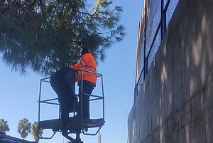 El Ayuntamiento realiza labores de poda en el Parque del Altillo