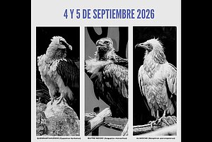 Cartel del Día Internacional de los Buitres