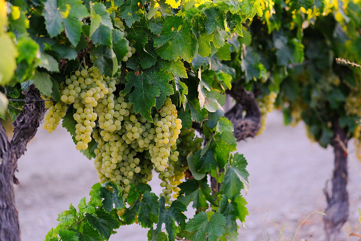 Jerez celebra el 20º aniversario de la Ruta del Vino y Brandy del Marco de Jerez