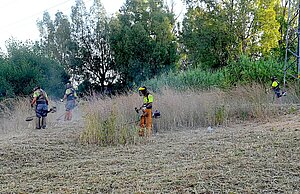Se intensifican los trabajos de desbroce en la ciudad