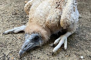 Pollo de alimoche nacido en el Centro de Conservación de la Biodiversidad 