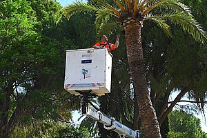 El Ayuntamiento continúa intensificando los trabajos de poda y mantenimiento de arbolado