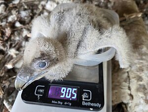 Una segunda cría de quebrantahuesos ha nacido en el Zoobotánico