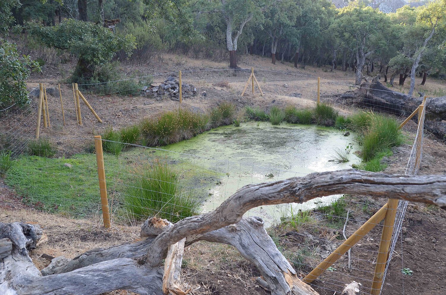 fuente del carrizalejo
