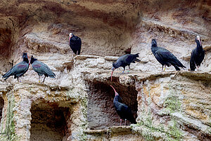Zoobotánico de Jerez Ibis eremita 