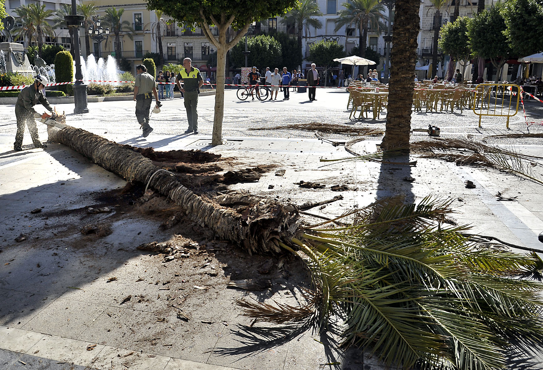 Operarios trabajando en las palmeras afectadas