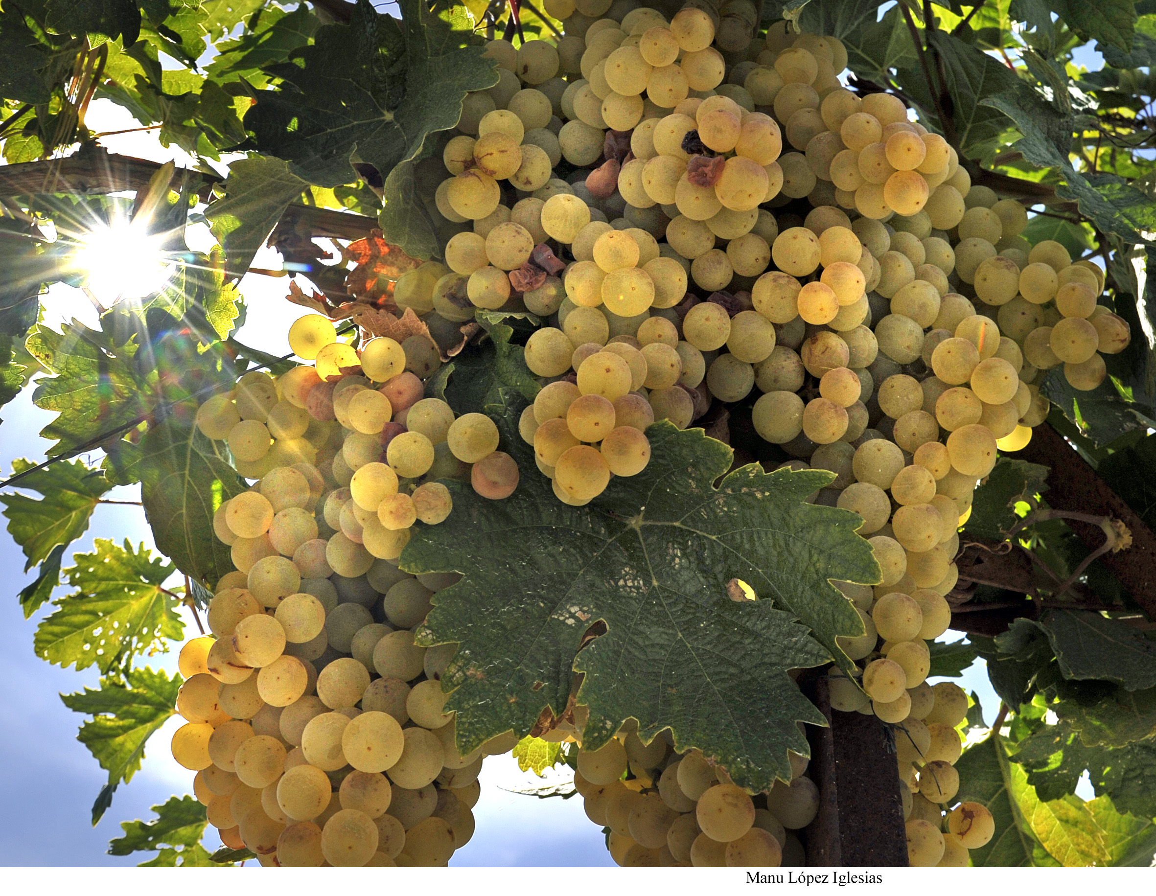 Fiestas de la Vendimia de Jerez 2021