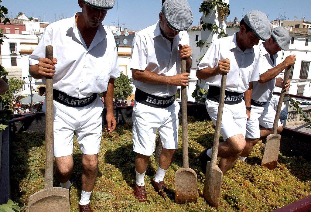 Tradicional Pisa de la Uva